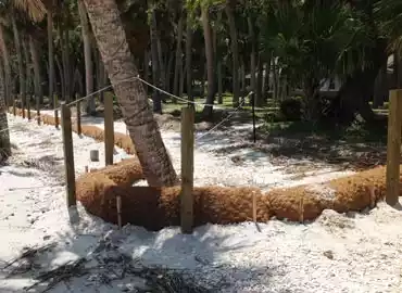 coir log around a palm